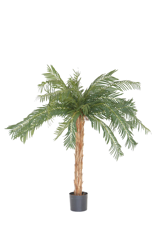 Table Top Palm Plant